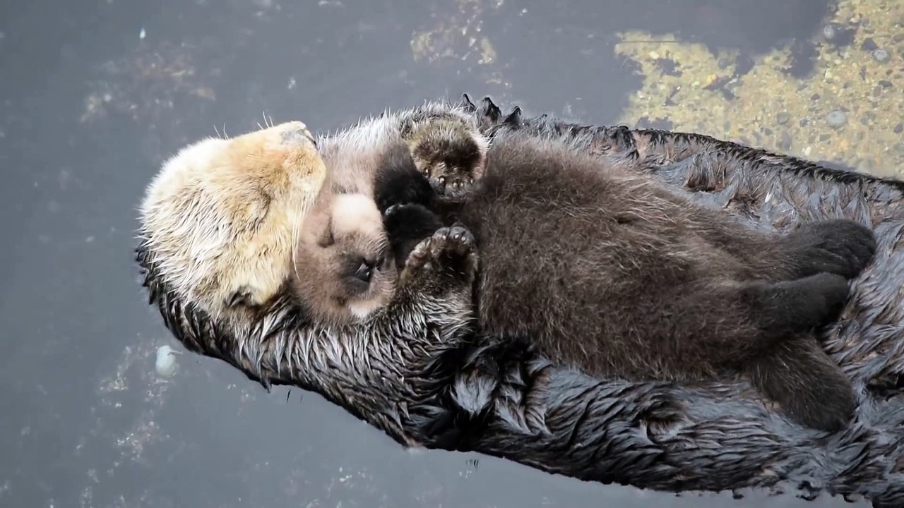 tendresse