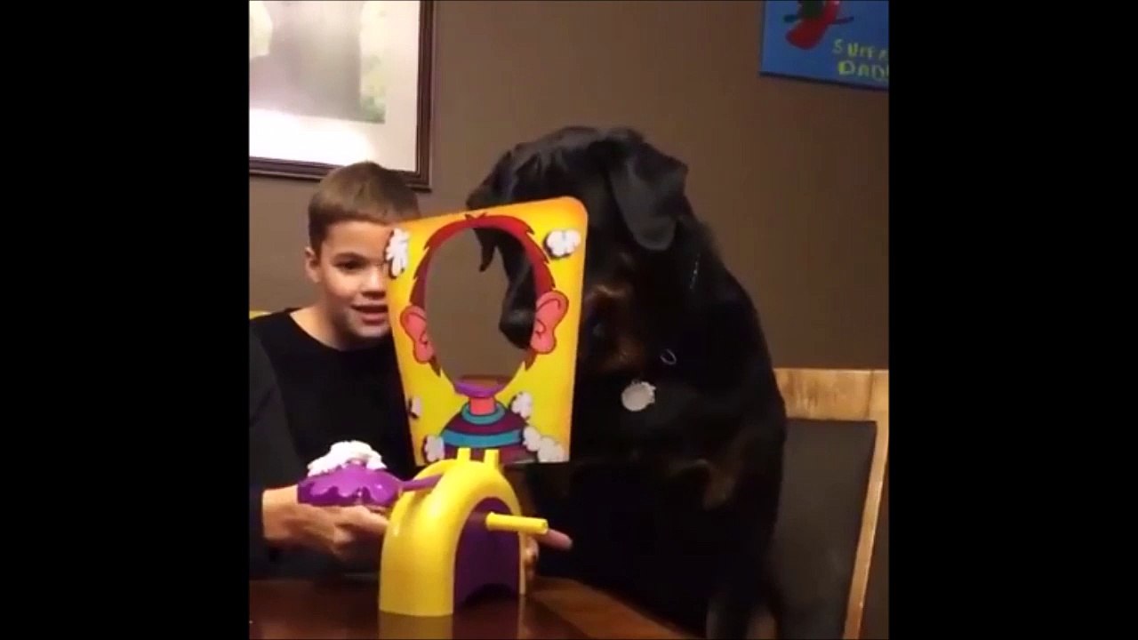 Ce chien adore le jeu de la tarte à la creme