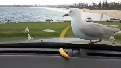 Download Video: Trolling Seagulls