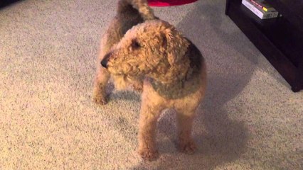 Un chien sans cordes vocales aboie