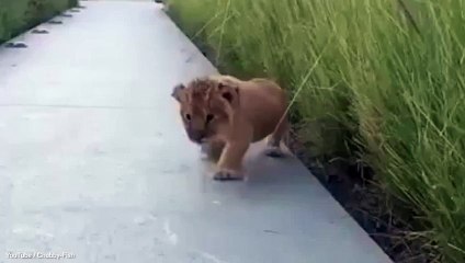 The littlest roar! Baby lion's howl sounds more like a hiccup