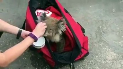 Thirsty koala escaping the heat is given a drink by police