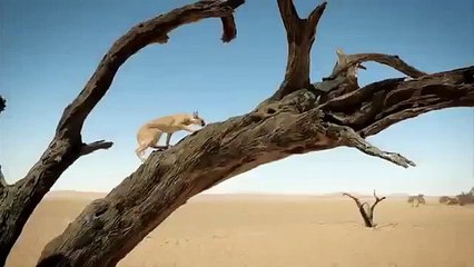 Watch the trailer for Big Cats An Amazing Animal Family