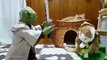 Yoda trains force-sensitive cats to become Jedi Knights