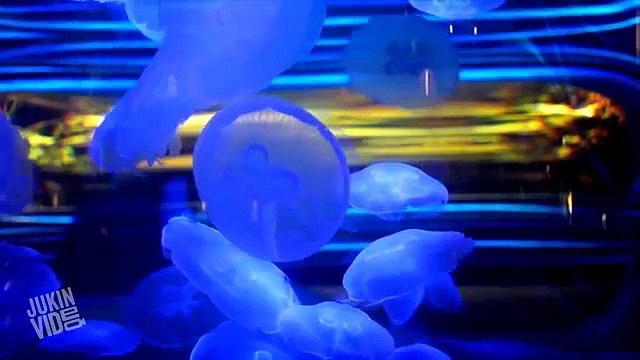 Ecco come le meduse cambiano colore