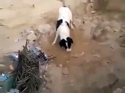 Anne Köpek Ölen Yavrusunu Toprağa Gömüyor! Yok Böyle Bir Şey