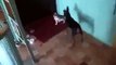 Very funny cat and dog fight boxing