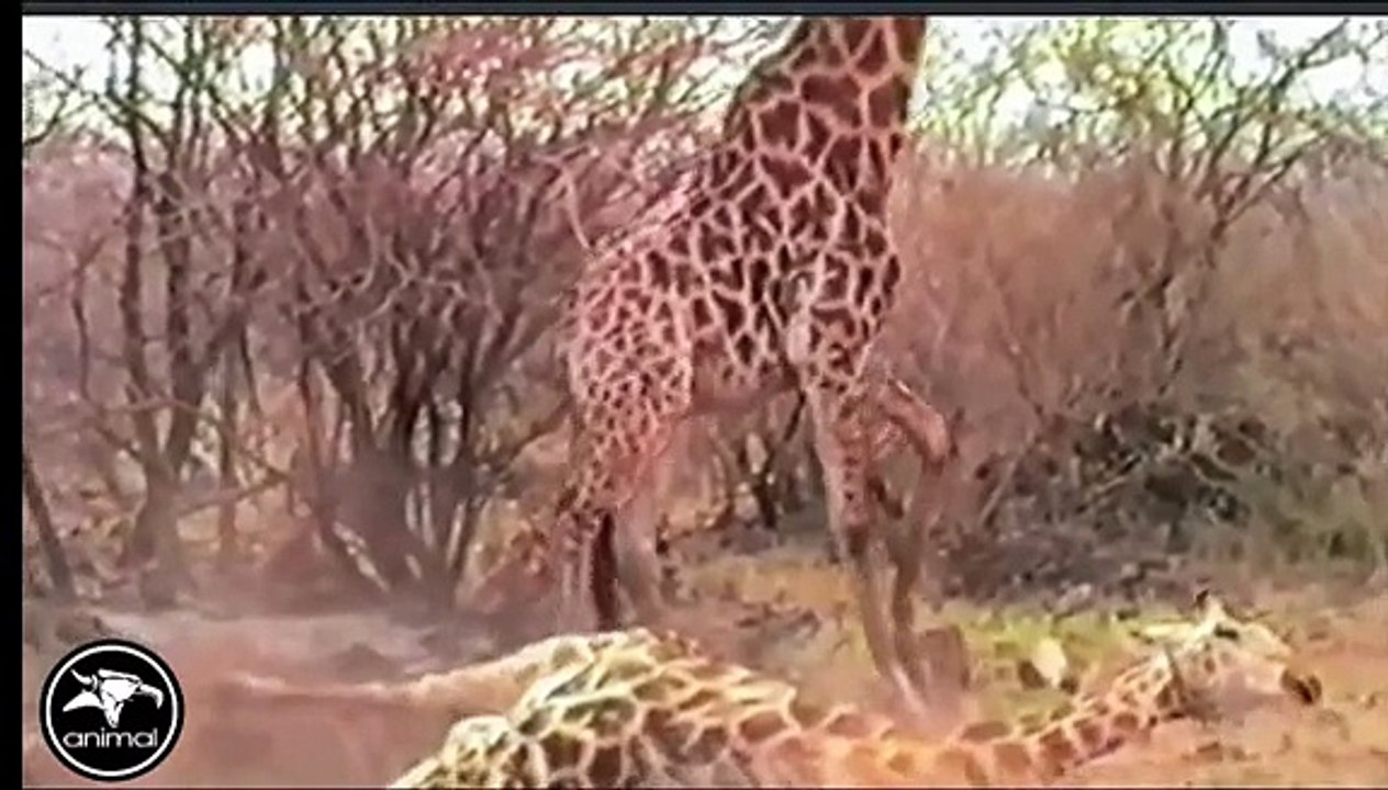The Best Battle In Animal History - Real Fight To Death