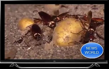 chinese eating cockroach