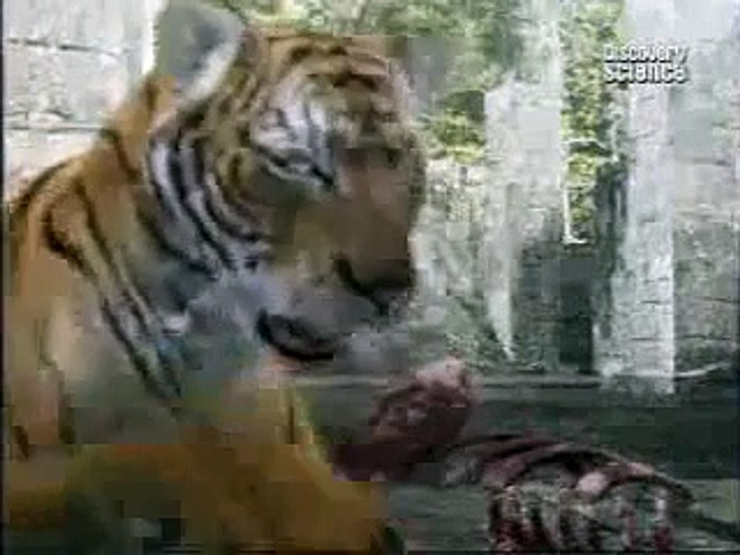 African Lion vs Bengal tiger fight, animal face off - Dailymotion Video