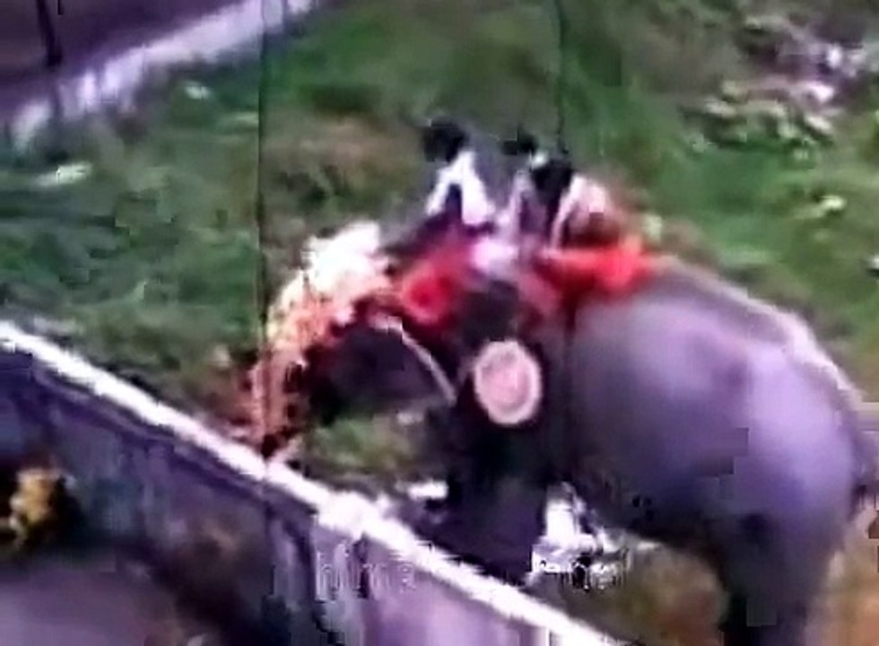 Indian Kerala Elephant Attack    Killer Indian Elephant Attack in Kerala India