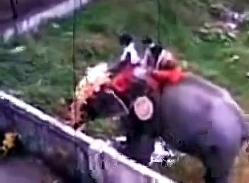 Indian Kerala Elephant Attack Killer Indian Elephant Attack in Kerala India