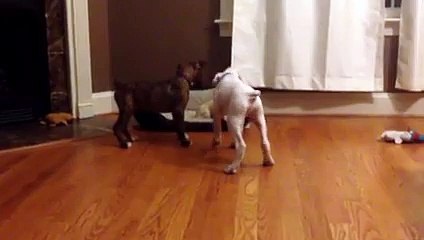 Puppies Want Their Bed Back Funny Pranks