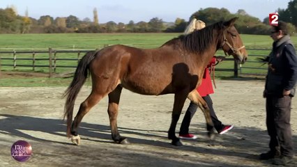 [Les 170 ans de la SPA] "Le grand refuge" : le paradis des chevaux
