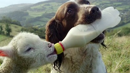 Secret Life of Dogs - Documentary Part 1