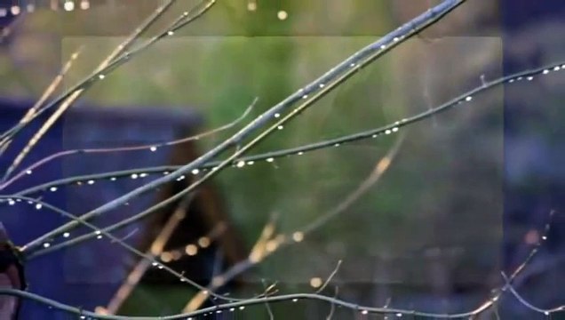 Bee Gees - Too Much Heaven (Tradução PT)