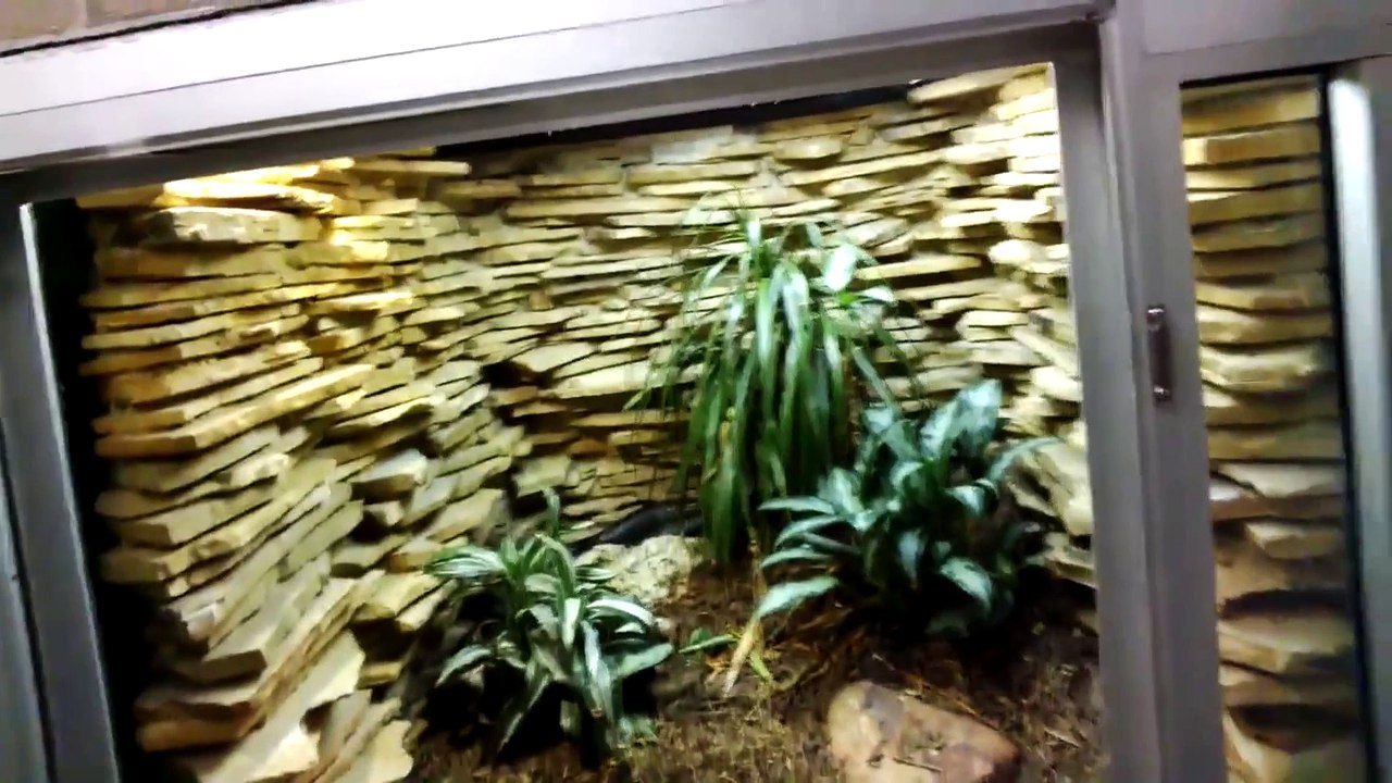 Venomous Black Forest Cobra through Google Glass