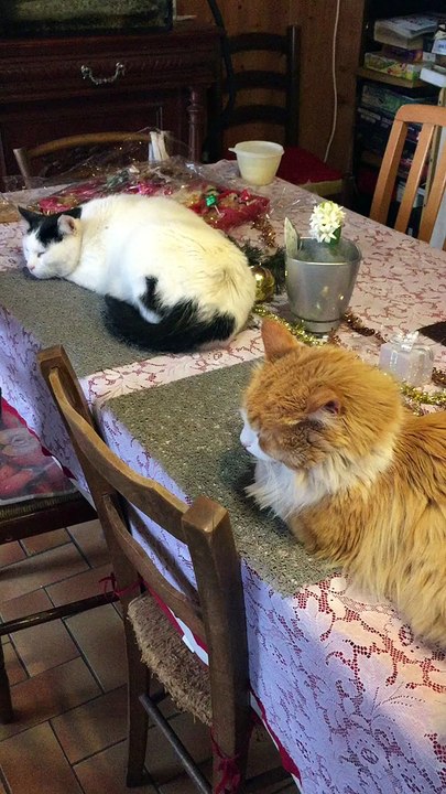 première neige de l'année 2016 à Fontgillarde !