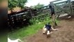 Woman takes powerful kick to the head by cow