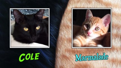 How To Introduce 2 Cats