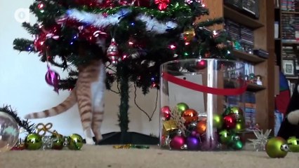 Trying to Decorate a Christmas tree with cats around!