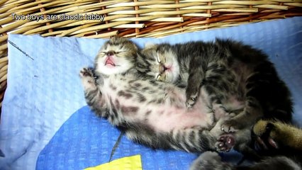 The best of 2016 Suggest names for 4 Cute Kittens that begin with the letter N