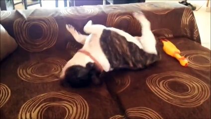 Annita The French bulldog