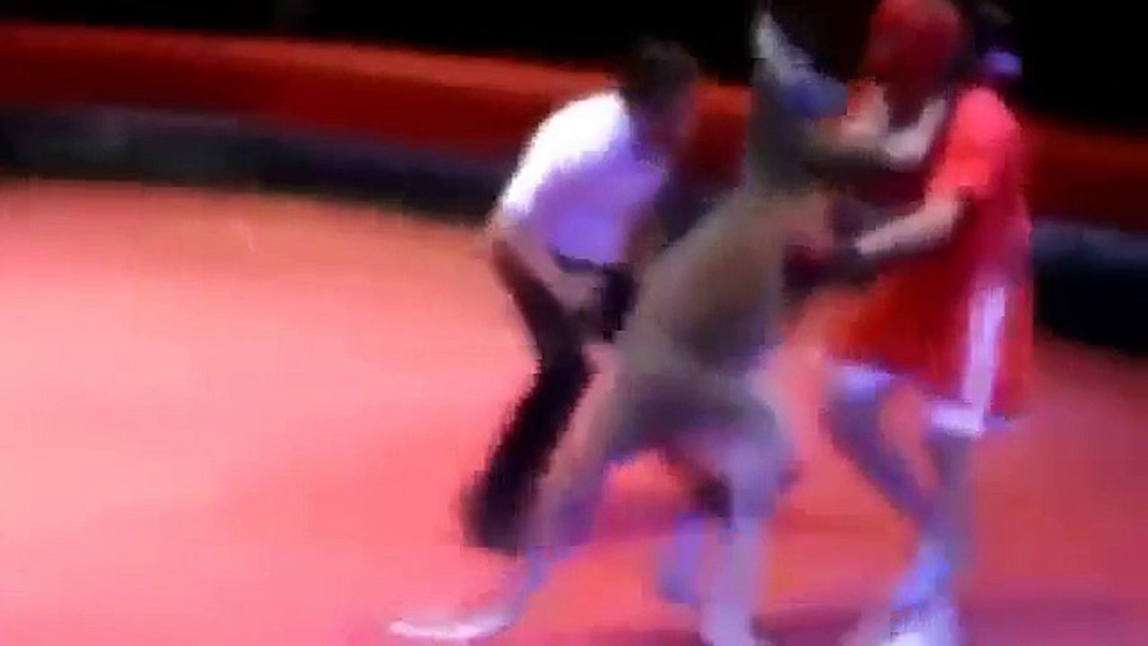 Man VS Kangaroo - BOX Funny