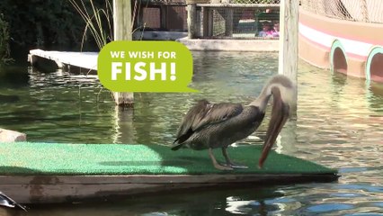 Give the Gift of Grub!   Black Forest Cobra through