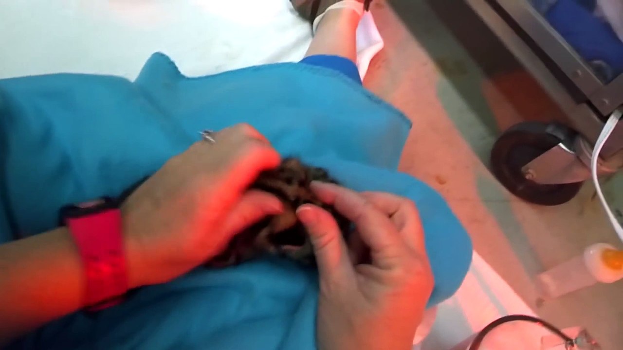 Feeding Clouded Leopard Cubs Through Google Glass