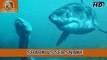 Shark vs Sea Snake Animal vs Animal [HD]