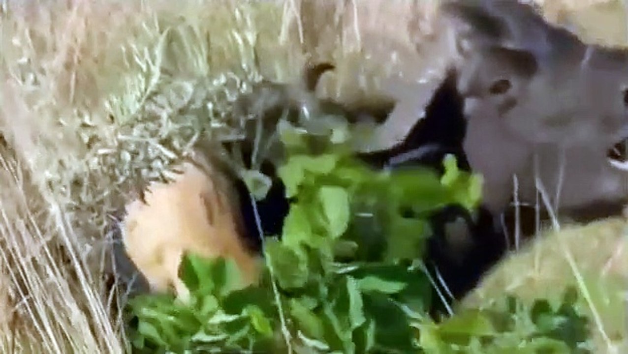 Watch Lions Documentary: Megalion Attacks Lion Vs Buffalo *National Geographic* Full Episo