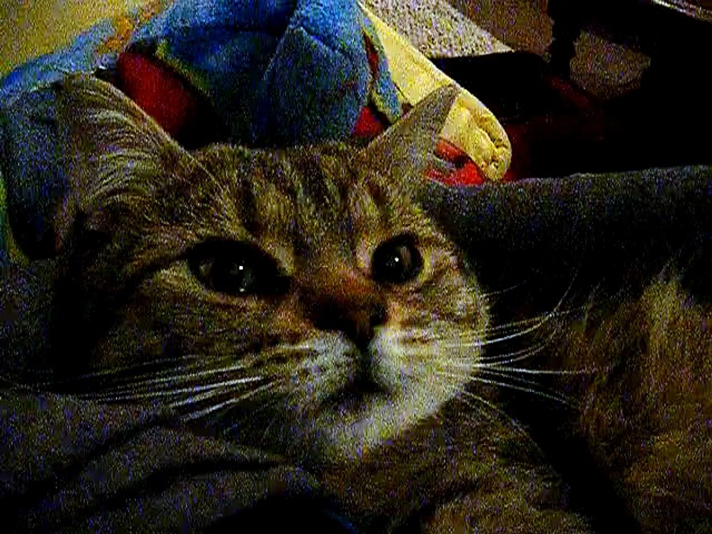 Bebe Chat Qui Me Dit Allo Video Dailymotion