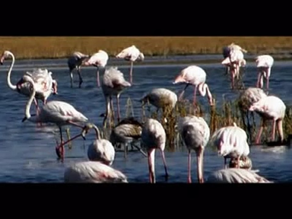 Yanık Ayhan Benim Derdim Bana Yeter