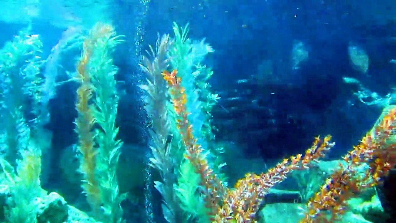 Disneyland (Amusement Park) Finding Nemo Submarine ride Disneyland Disneyland (Amusement Park)