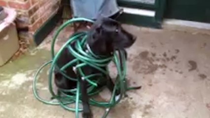 Guilty Dog Stuck in Garden Hose