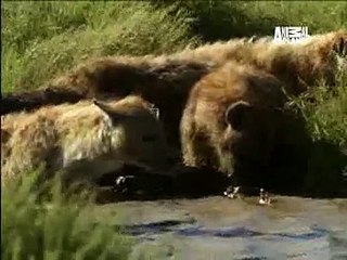 ANIMAL PLANET- AP Safari 2016 Must watch