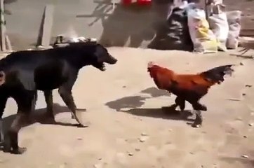 كلب يلعب على اعصاب ديك بشكل خطير !!