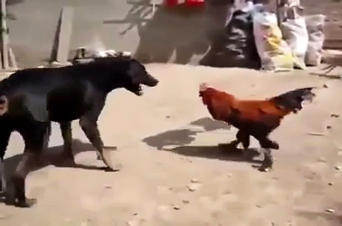 كلب يلعب على اعصاب ديك بشكل خطير !!