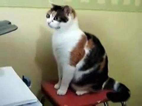 Video Divertenti,Incidenti,barzelletta video divertenti gatti 4