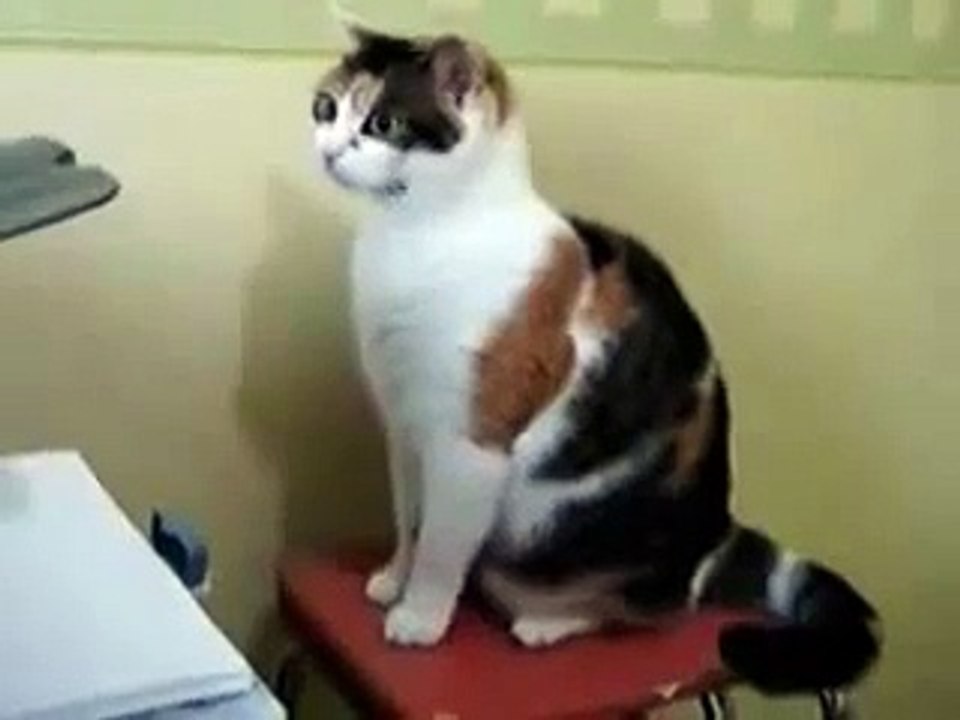 Video Divertenti,Incidenti,barzelletta video divertenti gatti 4