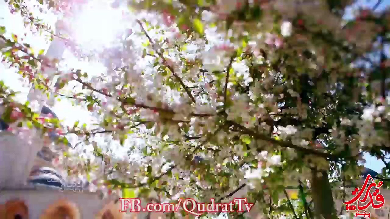 Rehman Rehman - Afasy Mishari Rashid Al Afasy - Rahman