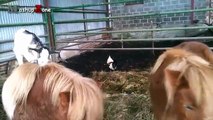 Cute Baby Goats - A Cute And Funny Baby Goats Compilation ¦¦ NEW HD