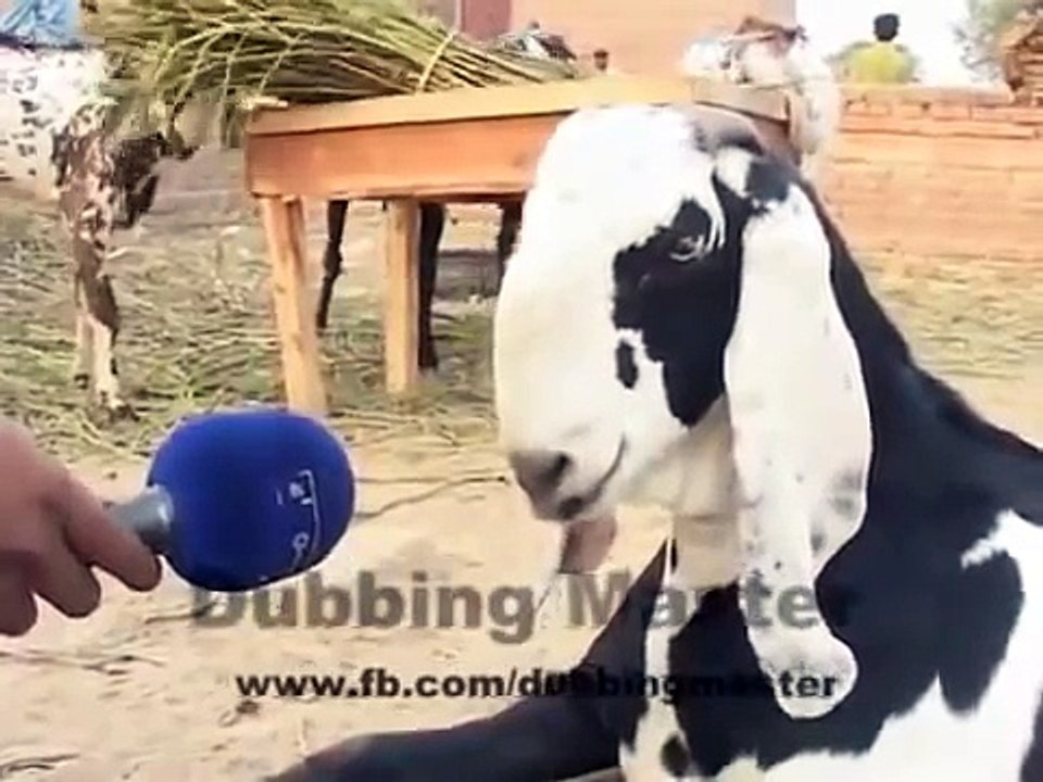 funny punjabi dubbing 2016-haseeb goraya