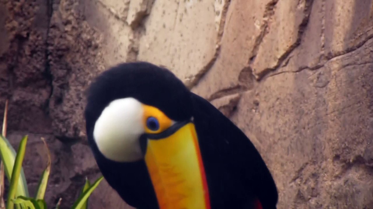 Zoo de Beauval - Un toucan