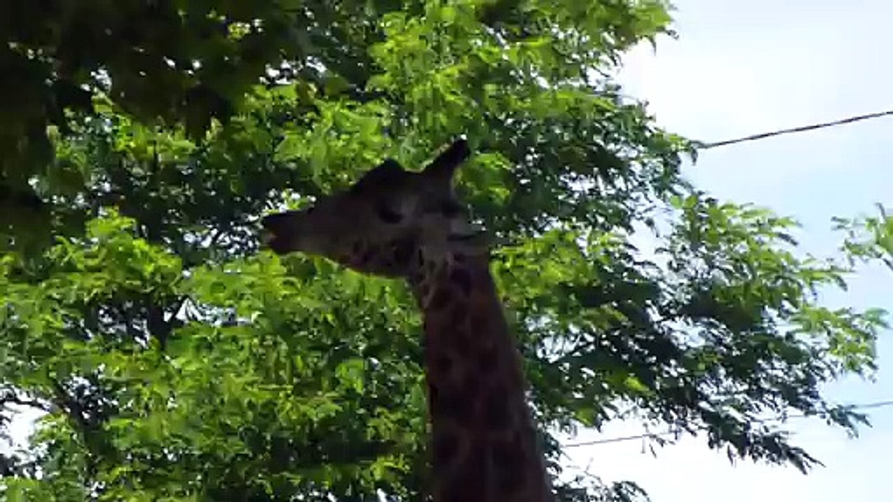 Zoo de Beauval - Une girafe