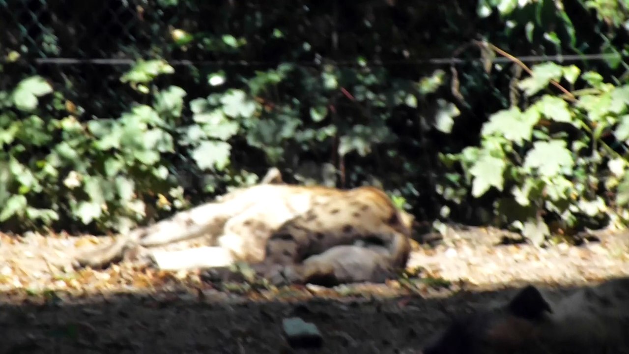 Zoo de Beauval - Hyène paisible
