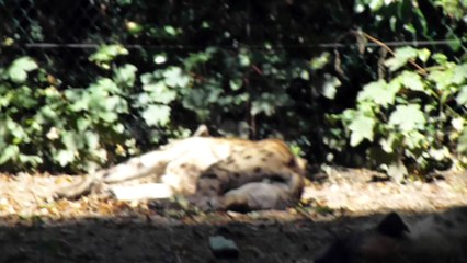 Zoo de Beauval - Hyène paisible