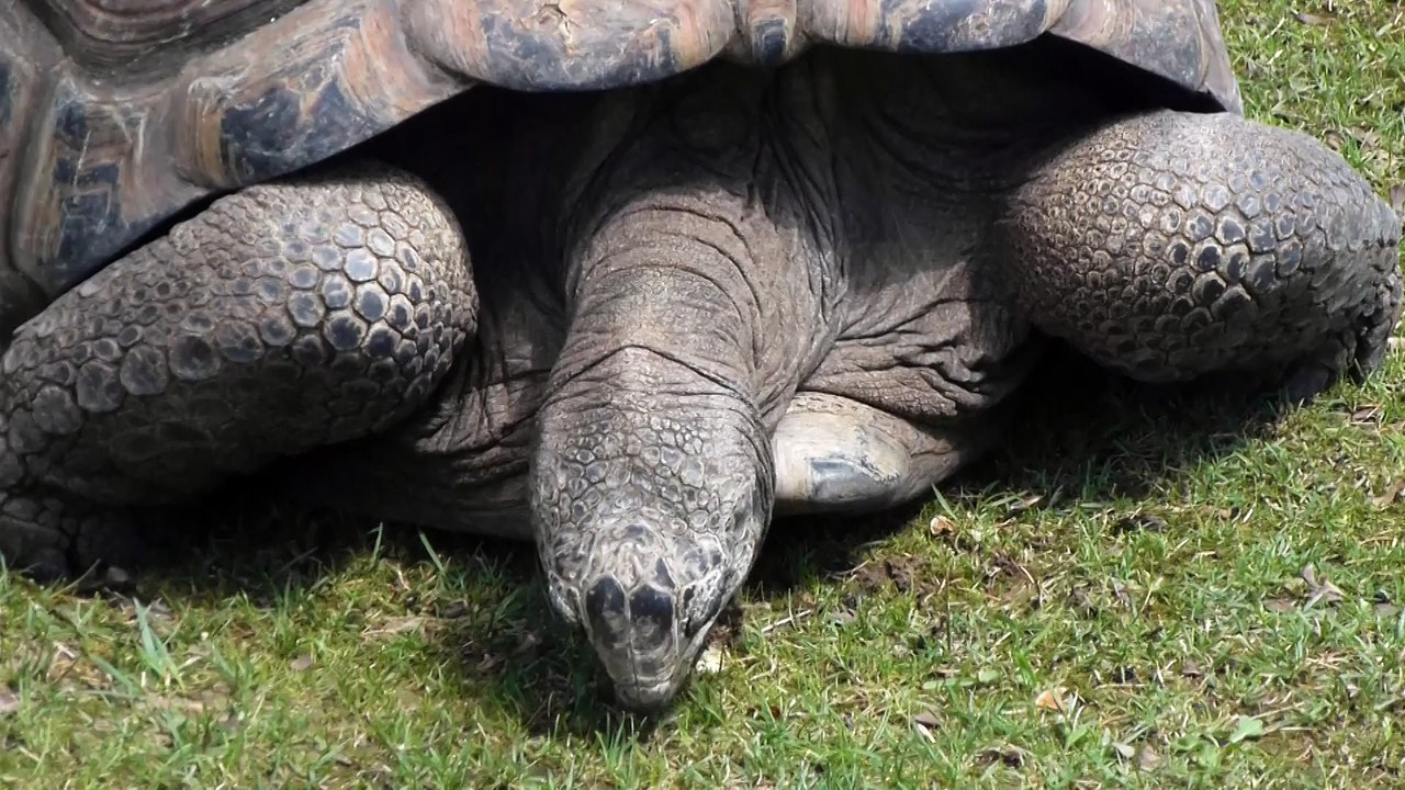 Zoo de Beauval - Une tortue mange de l'herbe
