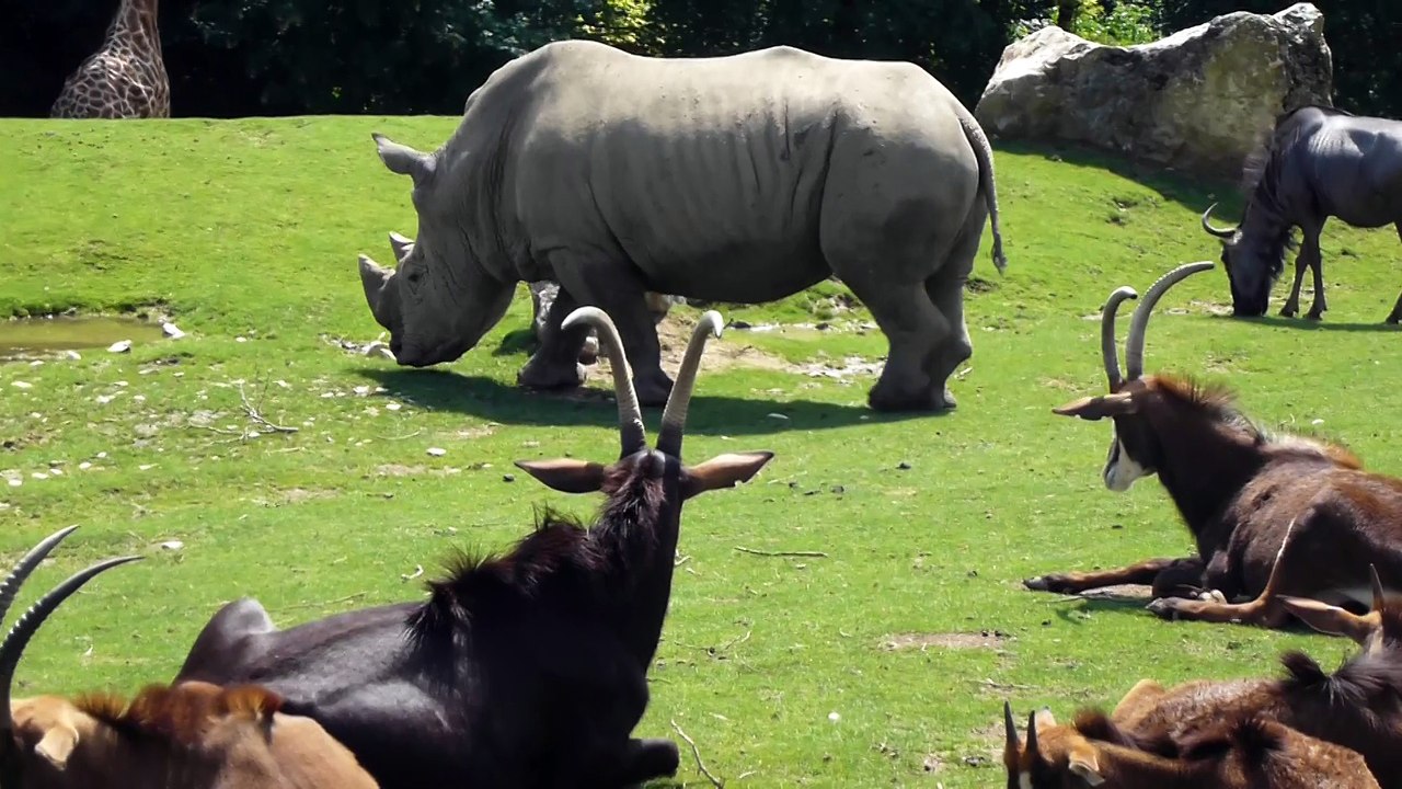 Zoo de Beauval - Rhinocéros